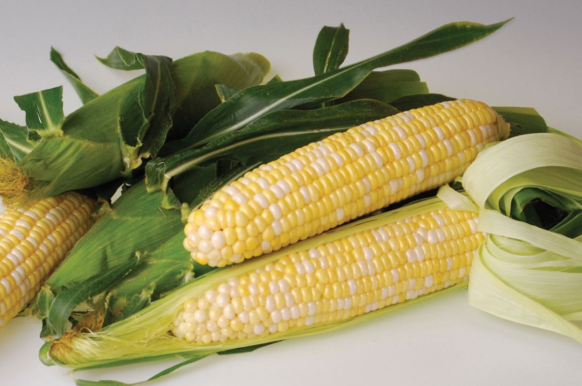 Sweetness – Treated Corn Seed